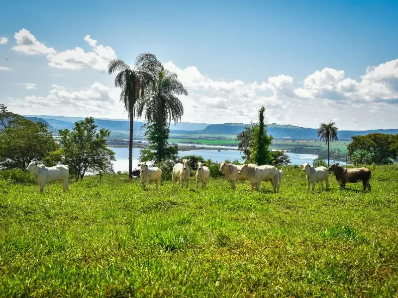 Imóvel rural em Conquista/Minas Gerais — Ref 9ANWPZ1