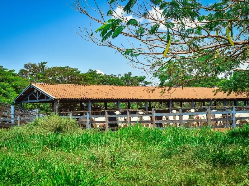 Fazenda em Conquista/Minas Gerais — Ref 9ANWPZ — Imagem 6