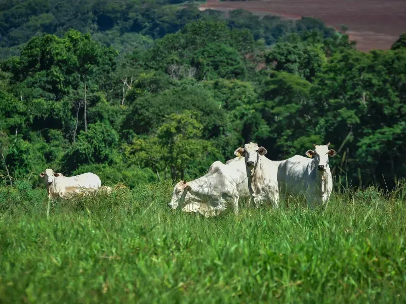 Fazenda em Conquista/Minas Gerais — Ref 9ANWPZ — Imagem 10