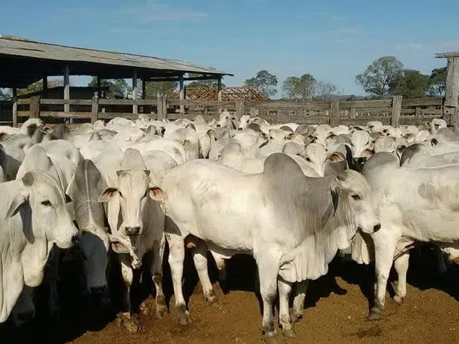 Fazenda em Corumbá/Mato Grosso do Sul — Ref 869JSY — Imagem 2
