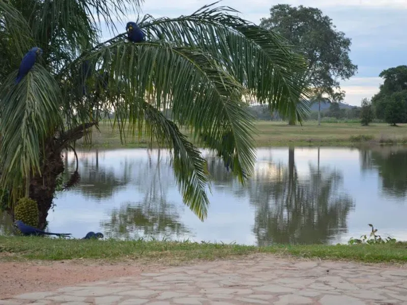 Fazenda em Corumbá/Mato Grosso do Sul — Ref 869JSY — Imagem 3