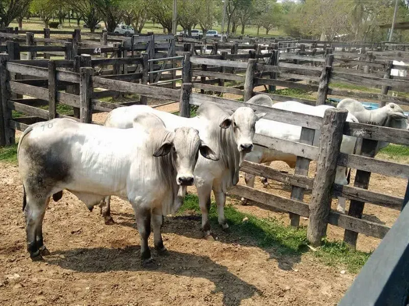 Fazenda em Corumbá/Mato Grosso do Sul — Ref 869JSY — Imagem 4