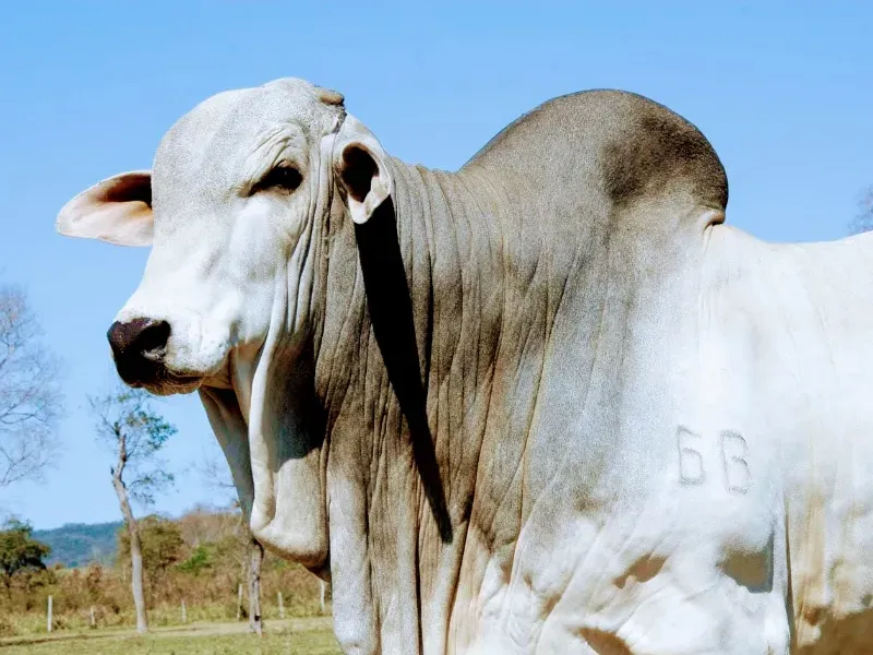 Fazenda em Corumbá/Mato Grosso do Sul — Ref 869JSY — Imagem 5