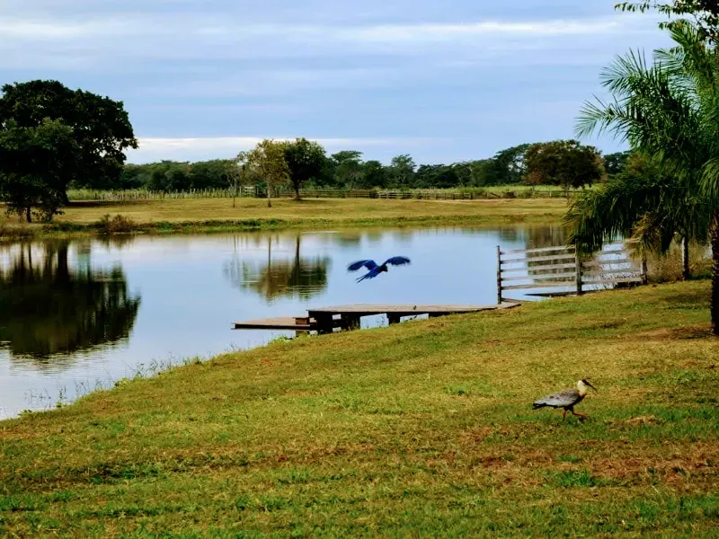 Fazenda em Corumbá/Mato Grosso do Sul — Ref 869JSY — Imagem 6