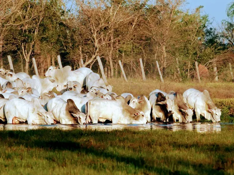 Fazenda em Corumbá/Mato Grosso do Sul — Ref 869JSY — Imagem 7