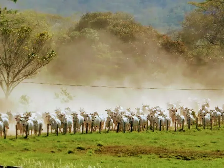 Fazenda em Corumbá/Mato Grosso do Sul — Ref 869JSY — Imagem 8