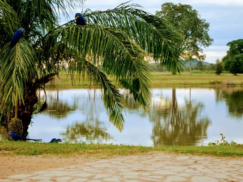 Fazenda em Corumbá/Mato Grosso do Sul — Ref 869JSY — Imagem 10
