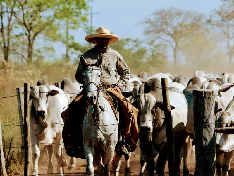 Fazenda em Corumbá/Mato Grosso do Sul — Ref 869JSY — Imagem 11