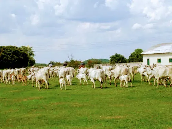 Fazenda em Corumbá/Mato Grosso do Sul — Ref 869JSY — Imagem 12