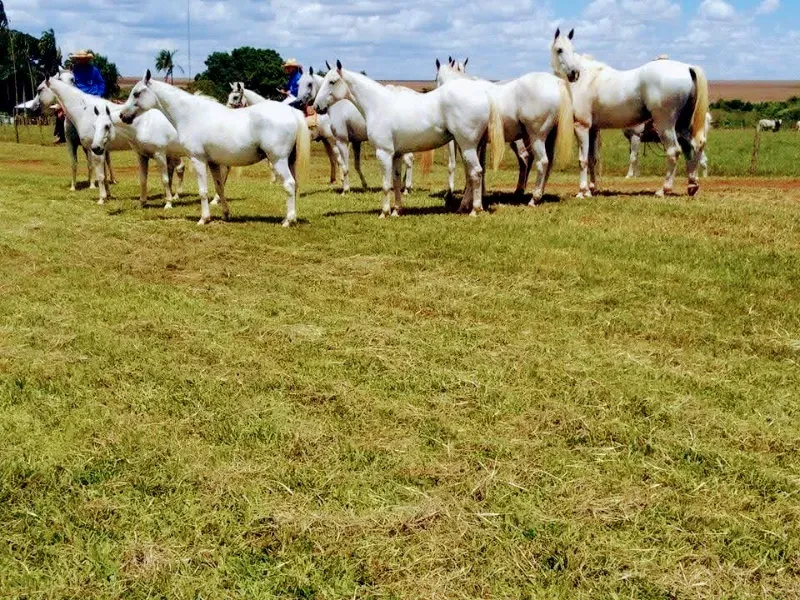 Fazenda em Corumbá/Mato Grosso do Sul — Ref 869JSY — Imagem 13