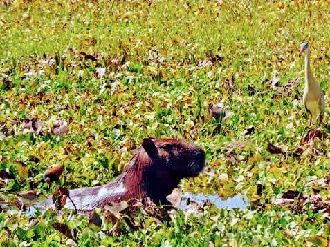 Fazenda em Corumbá/Mato Grosso do Sul — Ref 869JSY — Imagem 14