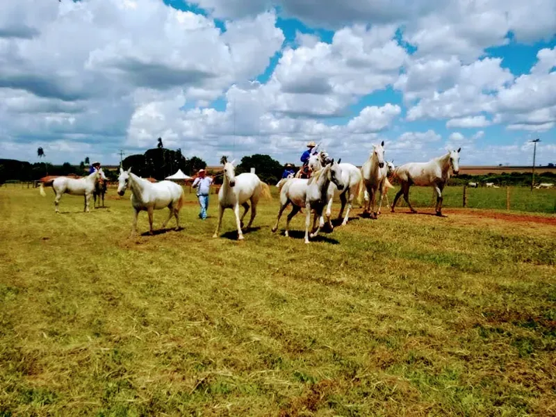 Fazenda em Corumbá/Mato Grosso do Sul — Ref 869JSY — Imagem 15