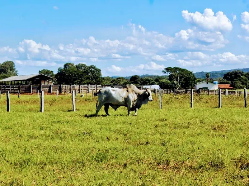 Fazenda em Corumbá/Mato Grosso do Sul — Ref 869JSY — Imagem 16