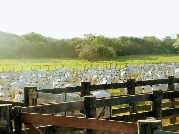 Fazenda em Corumbá/Mato Grosso do Sul — Ref 869JSY — Imagem 20