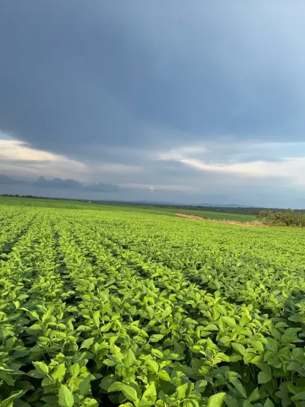 Fazenda em Divinópolis do Tocantins/Tocantins — Ref IH4RST — Imagem 4