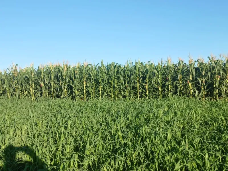 Fazenda em Divinópolis do Tocantins/Tocantins — Ref IH4RST — Imagem 9