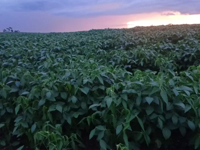 Fazenda em Divinópolis do Tocantins/Tocantins — Ref IH4RST — Imagem 3