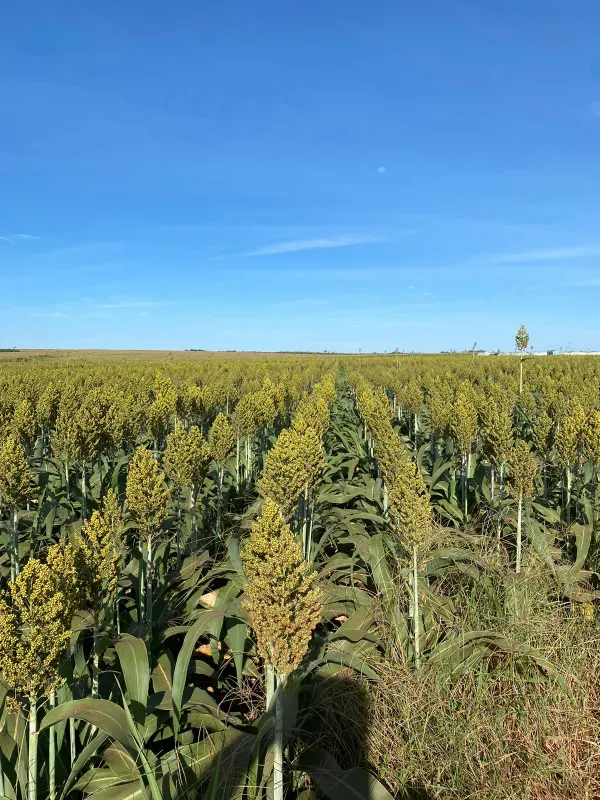 Imóvel rural em Divinópolis do Tocantins/Tocantins — Ref KSBG471