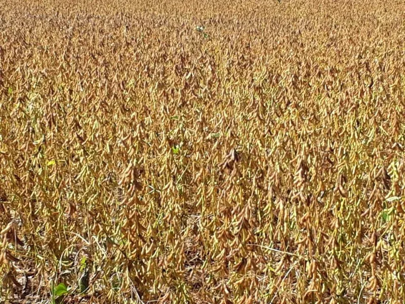 Fazenda em Divinópolis do Tocantins/Tocantins — Ref KSBG47 — Imagem 5