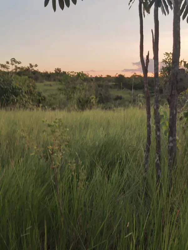 Fazenda em Dom Eliseu/Pará — Ref 3TQQL5 — Imagem 4
