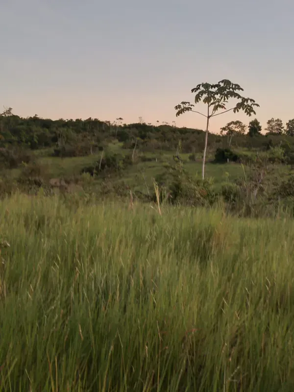 Fazenda em Dom Eliseu/Pará — Ref 3TQQL5 — Imagem 14