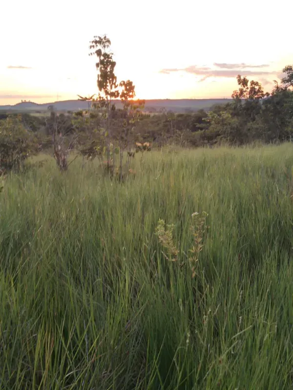 Fazenda em Dom Eliseu/Pará — Ref 3TQQL5 — Imagem 16