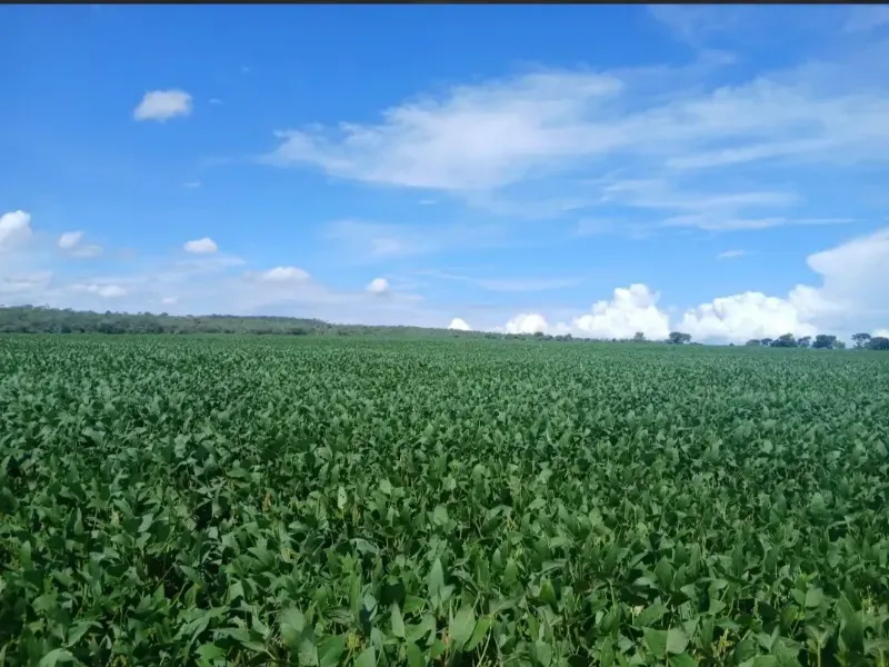 Fazenda em Formosa/Goiás — Ref GB083V — Imagem 2