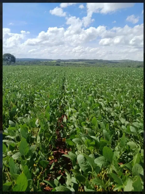 Fazenda em Formosa/Goiás — Ref GB083V — Imagem 3