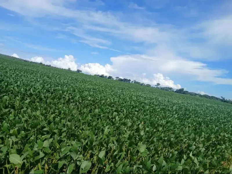 Fazenda em Formosa/Goiás — Ref GB083V — Imagem 4
