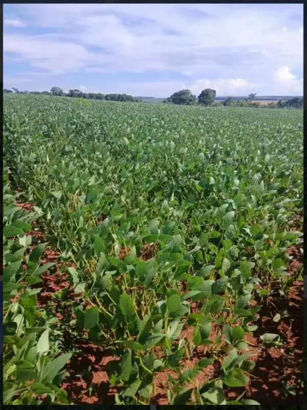 Fazenda em Formosa/Goiás — Ref GB083V — Imagem 5