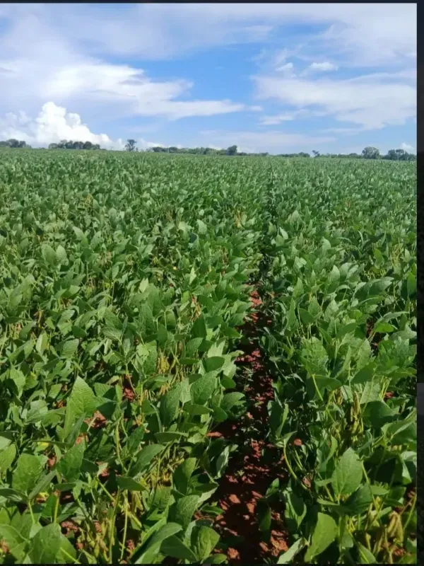 Fazenda em Formosa/Goiás — Ref GB083V — Imagem 6