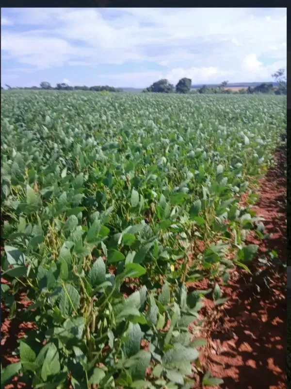 Fazenda em Formosa/Goiás — Ref GB083V — Imagem 7