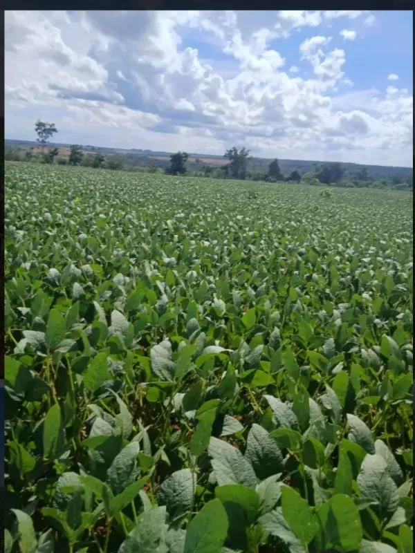 Fazenda em Formosa/Goiás — Ref GB083V — Imagem 8