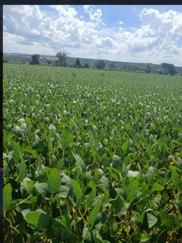 Fazenda em Formosa/Goiás — Ref GB083V — Imagem 9