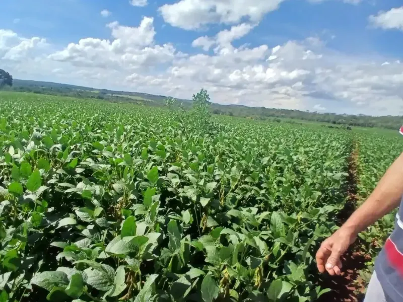 Fazenda em Formosa/Goiás — Ref GB083V — Imagem 10