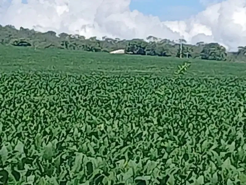 Fazenda em Formosa/Goiás — Ref GB083V — Imagem 11