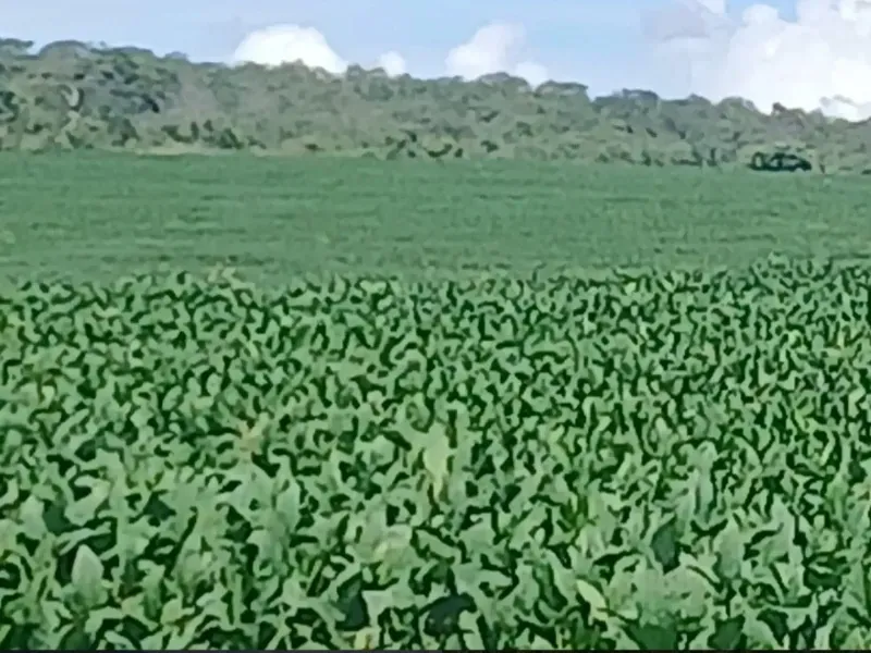 Fazenda em Formosa/Goiás — Ref GB083V — Imagem 12