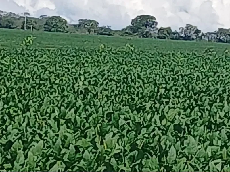 Fazenda em Formosa/Goiás — Ref GB083V — Imagem 13