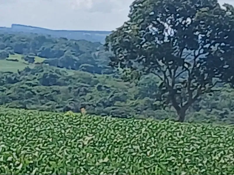 Fazenda em Formosa/Goiás — Ref GB083V — Imagem 16