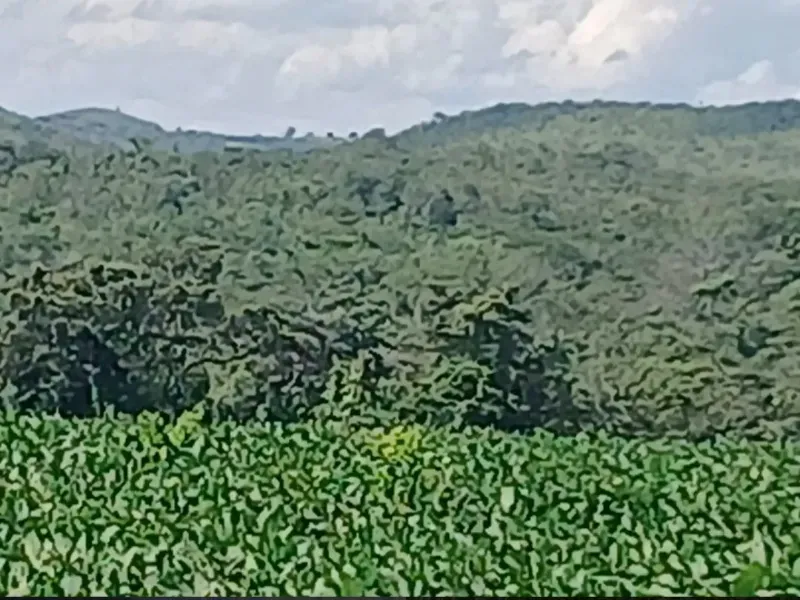 Fazenda em Formosa/Goiás — Ref GB083V — Imagem 17