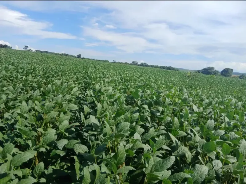 Fazenda em Formosa/Goiás — Ref GB083V — Imagem 18