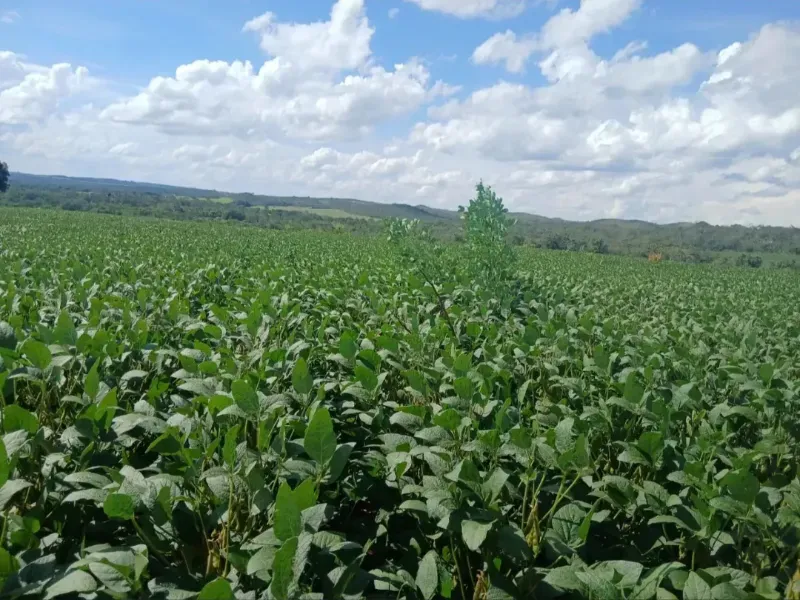 Fazenda em Formosa/Goiás — Ref GB083V — Imagem 19