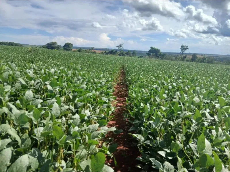 Fazenda em Formosa/Goiás — Ref GB083V — Imagem 20