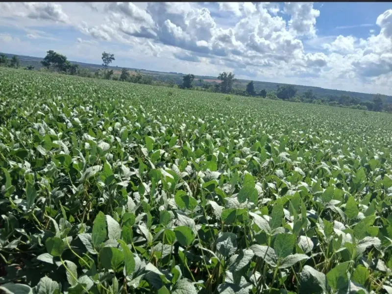 Fazenda em Formosa/Goiás — Ref GB083V — Imagem 21