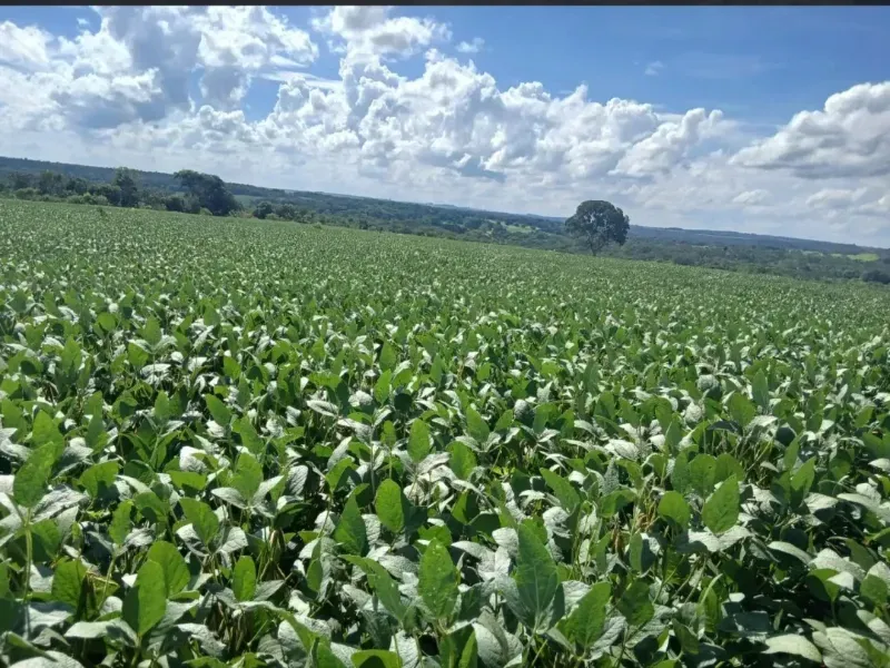 Fazenda em Formosa/Goiás — Ref GB083V — Imagem 22