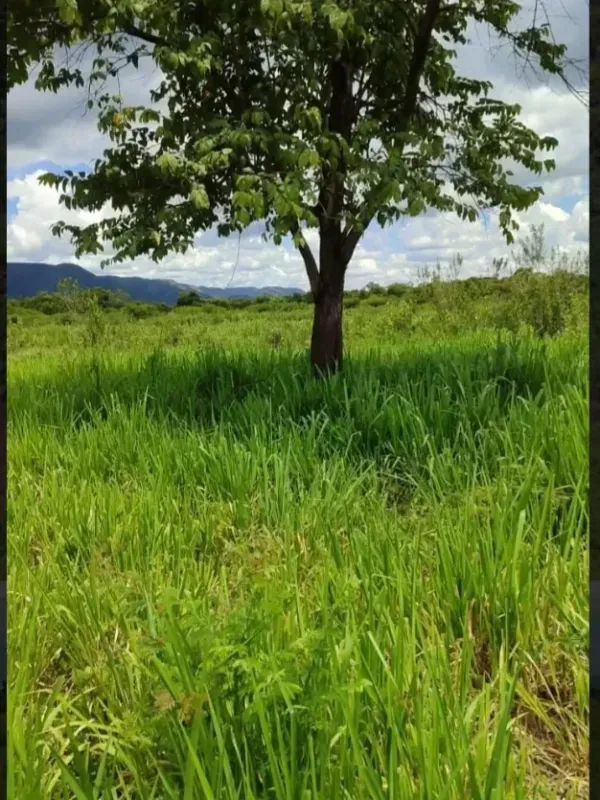 Fazenda em Formosa/Goiás — Ref RAA6LZ — Imagem 5