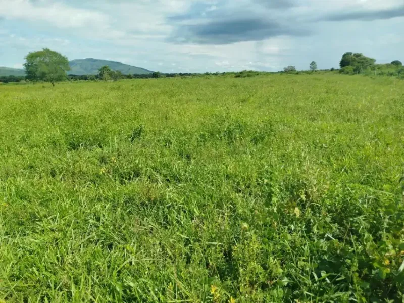 Fazenda em Formosa/Goiás — Ref RAA6LZ — Imagem 8