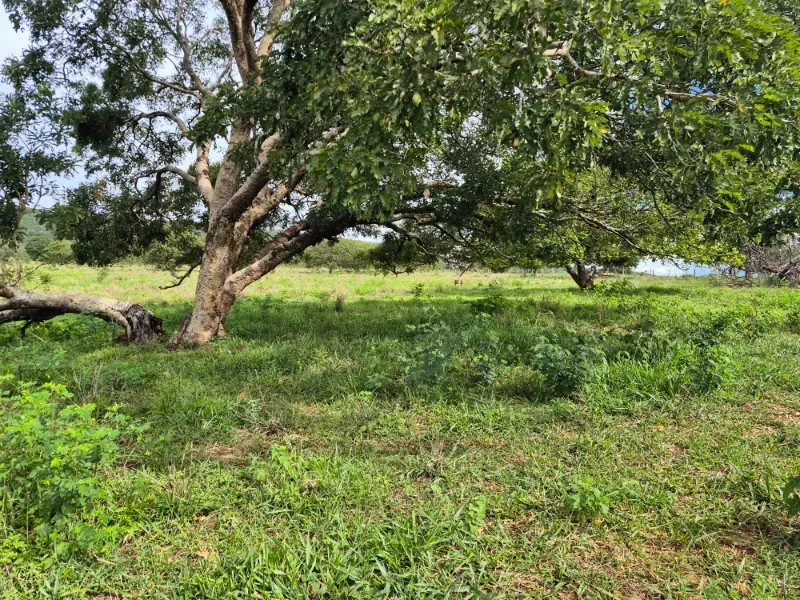 Fazenda em Formosa/Goiás — Ref 7UVD26 — Imagem 8