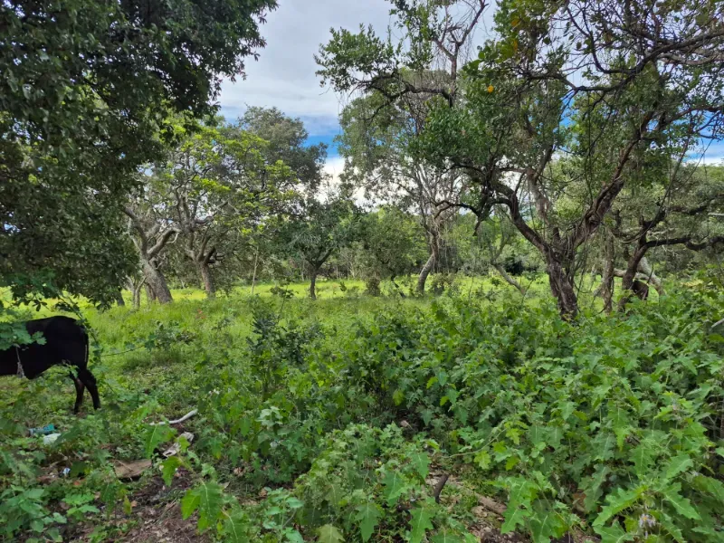 Fazenda em Formosa/Goiás — Ref 7UVD26 — Imagem 57