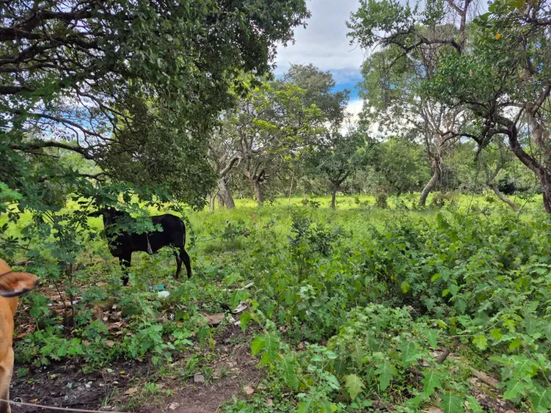 Fazenda em Formosa/Goiás — Ref 7UVD26 — Imagem 58
